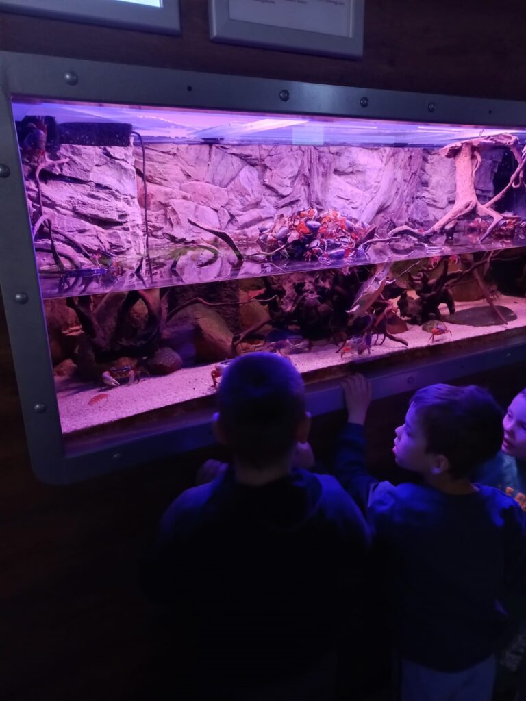 Trojka chłopców  oceanarium ogląda kraby w akwarium.